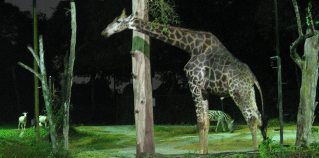 Night-Safari-Giraffe