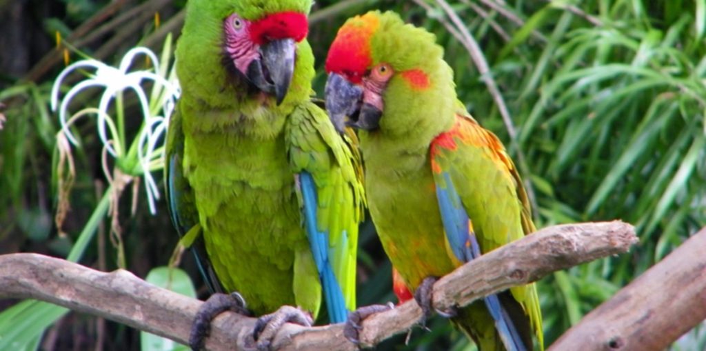 Singapore-Bird-Park-Parrots