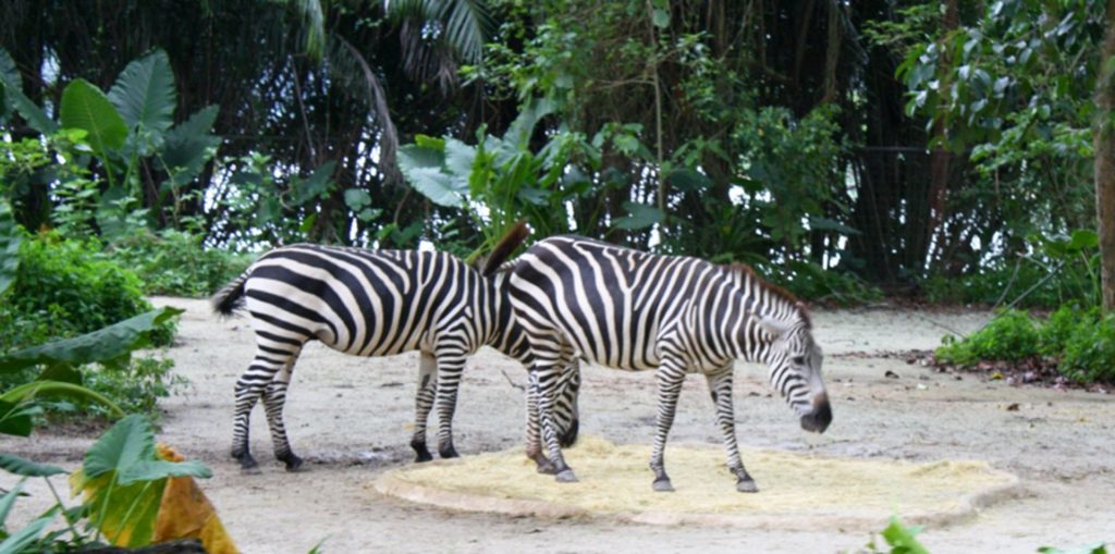 Singapore-Zoo-Zebras
