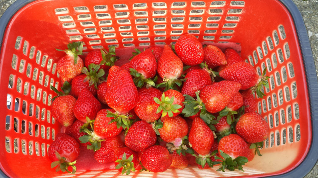 Strawberries-Picking