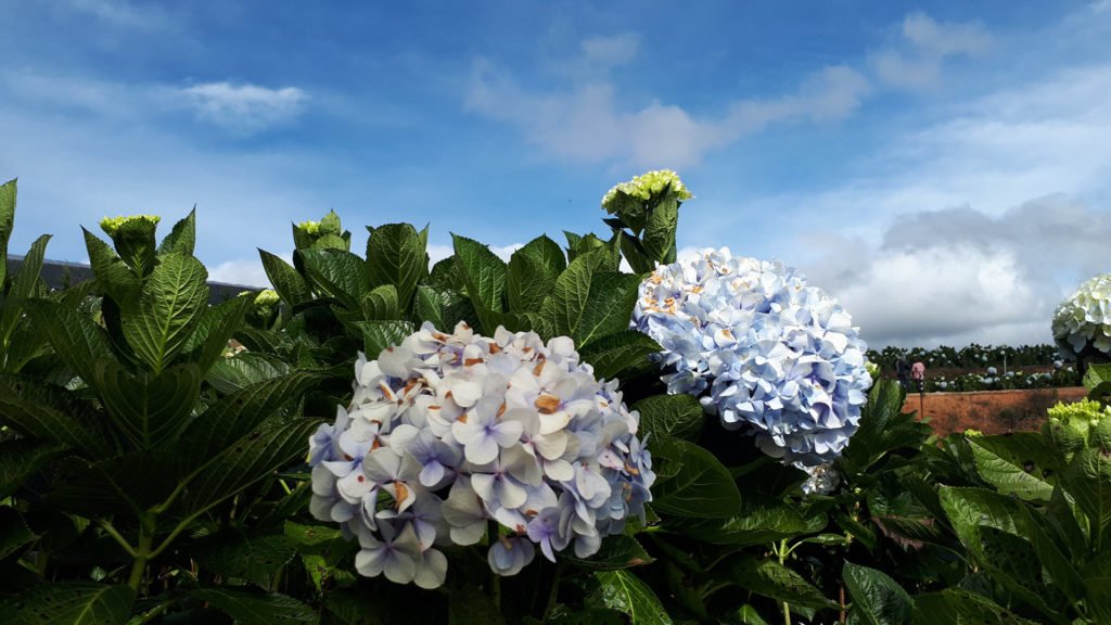 Hydrangea-Flowers