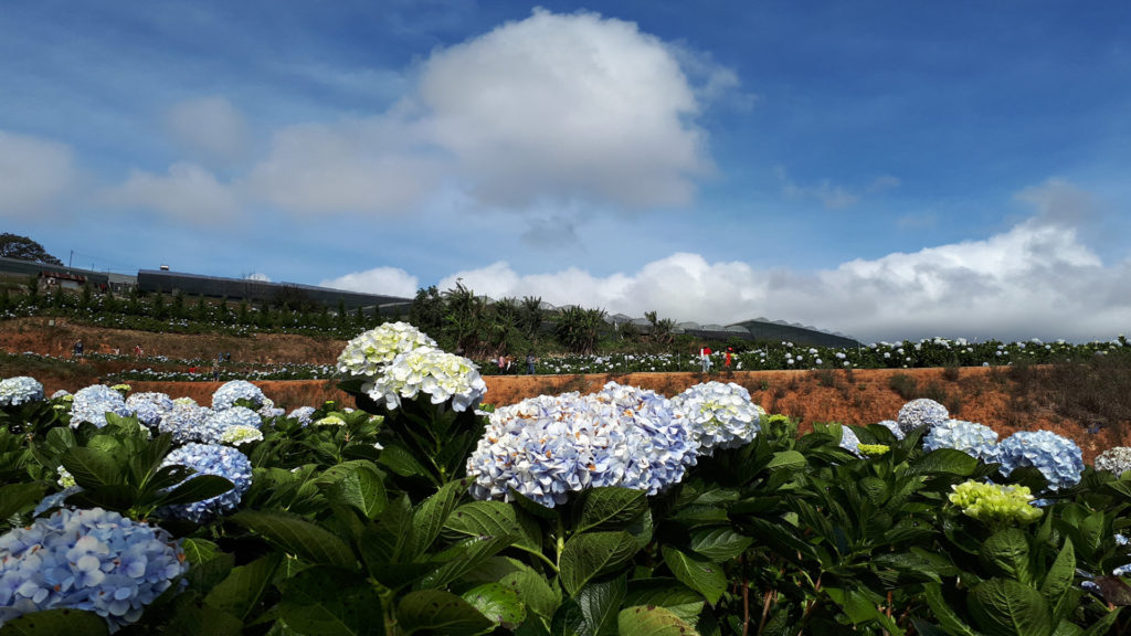 Hydrangea-Flowers- Garden-View