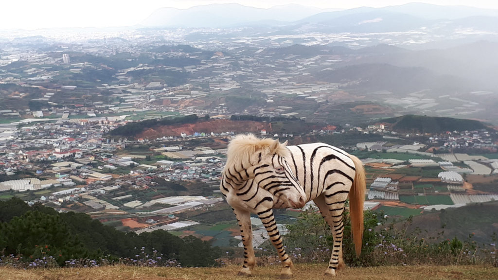 Lang-Biang-Zebra-Horse