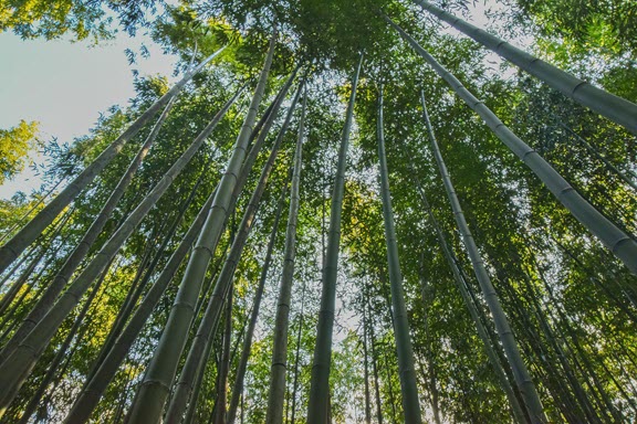 Arashiyama