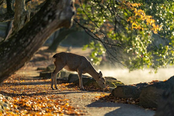 Nara-Park